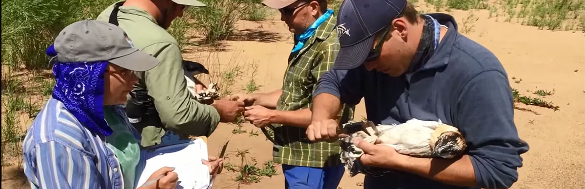 Osprey research